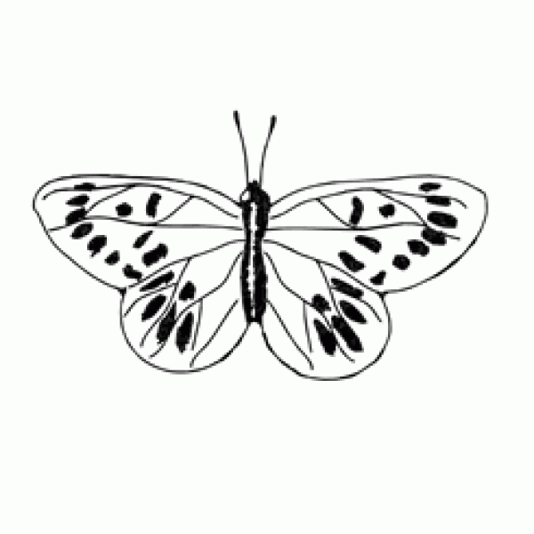 Carimbo Borboleta 03