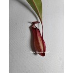 Planta Carnívora - Nepenthes ( Mirabillis x Máxima)