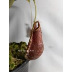 Planta Carnívora - Nepenthes Wrygleiana