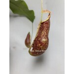 Planta Carnívora - Nepenthes Wrygleiana