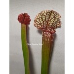 Planta Carnívora - Sarracênia Leucophylla x Purpurea