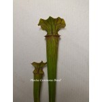 Planta Carnívora - Sarracênia Flava Ornata Red Throoth