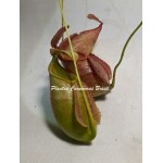 Planta Carnívora - Nepenthes (Viking x Hookeriana) x Mista GR