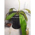 Planta Carnívora - Nepenthes (Viking x Miranda)x Viking