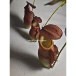 Planta Carnívora - Nepenthes (Viking x Hookeriana) x (Viking x Hookeriana)