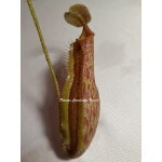 Nepenthes Accentual Koto x Máxima
