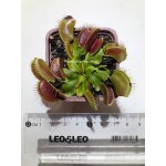 Planta Carnívora - Dionéia Big Mouth Gr
