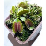 Planta Carnívora - Dionéia B52 Gr