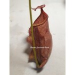 Planta Carnívora - Nepenthes ( Viking x Hookeriana) x Splendiana Gr