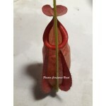Planta Carnívora - Nepenthes (Viking x Hookeriana) x Red Leopard Gr