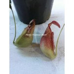 Planta Carnívora - Nepenthes ( Viking x Hookeriana) x Splendiana