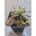 Planta Carnívora - Drosera Capensis Compact Rosette