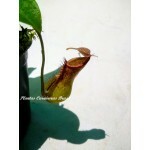 Planta Carnívora - Nepenthes (Splendiana x Medusa) x Rebecca Fêmea
