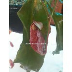Planta Carnívora - Nepenthes (Viking x Hookeriana) x Mixta GR