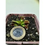 Planta Carnívora - Dionaea Red Bull