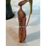 Nepenthes Albomarginata x Máxima