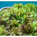 Planta Carnívora - Dionaea BTRG
