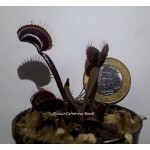 Dionaea Red Dragon JR (Red Dragon x Red Dragon)