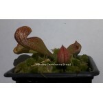 Planta Carnívora - Sarracênia Psittacina