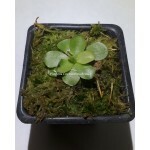 Planta Carnívora - Pinguícula Pirouette