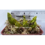Planta Carnívora - Sarracênia ( Purpurea Heterophylla)