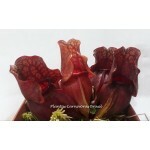 Planta Carnívora - Sarracênia Purpurea