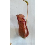 #393 Planta Carnívora - Nepenthes (Viking x Hookeriana) x Ventricosa