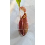 #396 Planta Carnívora - Nepenthes Gilseana* x ( Viking x Miranda)