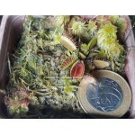 Dionaea Reptile