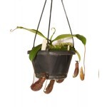 Planta Carnívora - Nepenthes ( Franpensis)