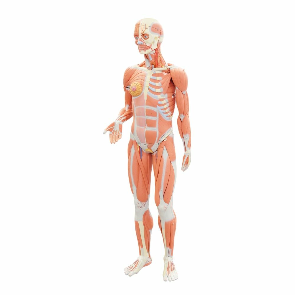 imagem categoria ANATOMIA