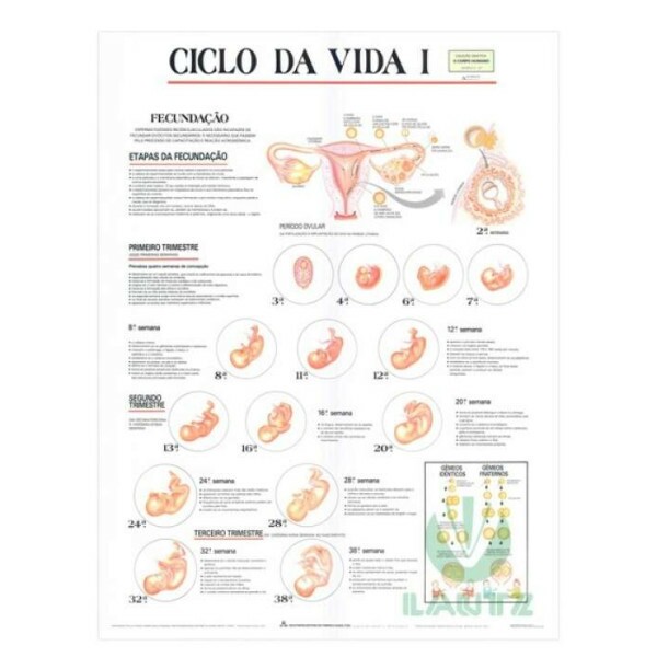 Mapa Ciclo da Vida I