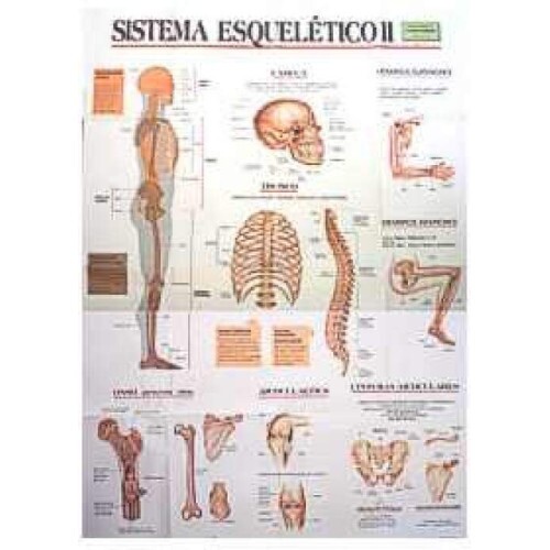 Mapa Sistema Esquel�tico II