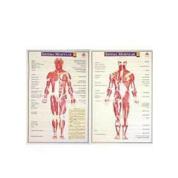 Mapa Sistema Muscular (2 pranchas)