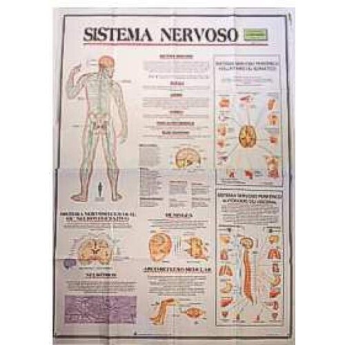 Mapa Sistema Nervoso