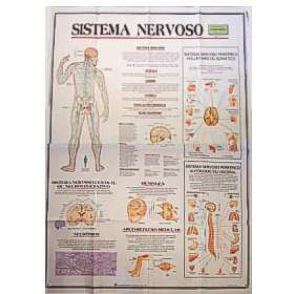 Mapa Sistema Nervoso
