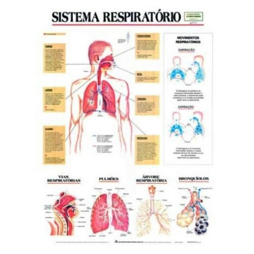 Mapa Sistema Respirat�rio