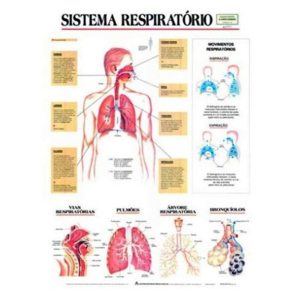 Mapa Sistema Respirat�rio