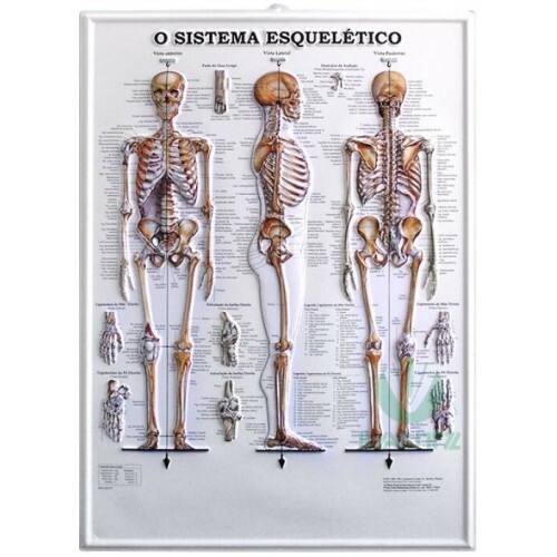 Poster Sistema Esqueltico 3D em Alto-Relevo