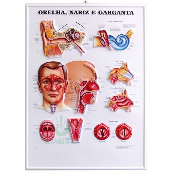 Poster 3D da Orelha, Nariz e Garganta em Alto-Relevo