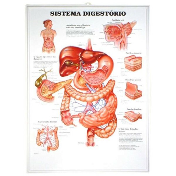 Poster 3D Sistema Digestrio em Alto-Relevo