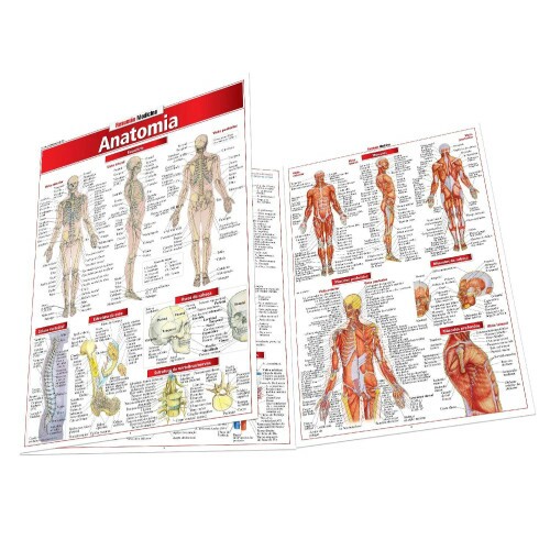 Resum�o Anatomia