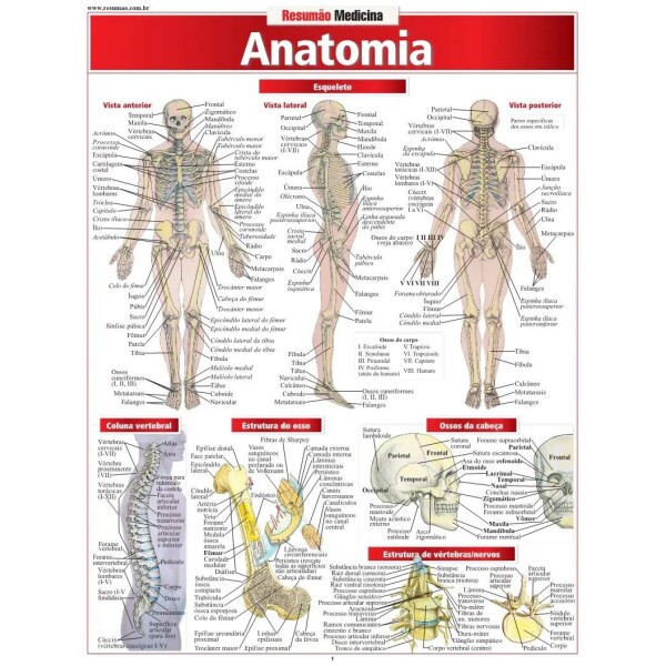 Resum�o Anatomia