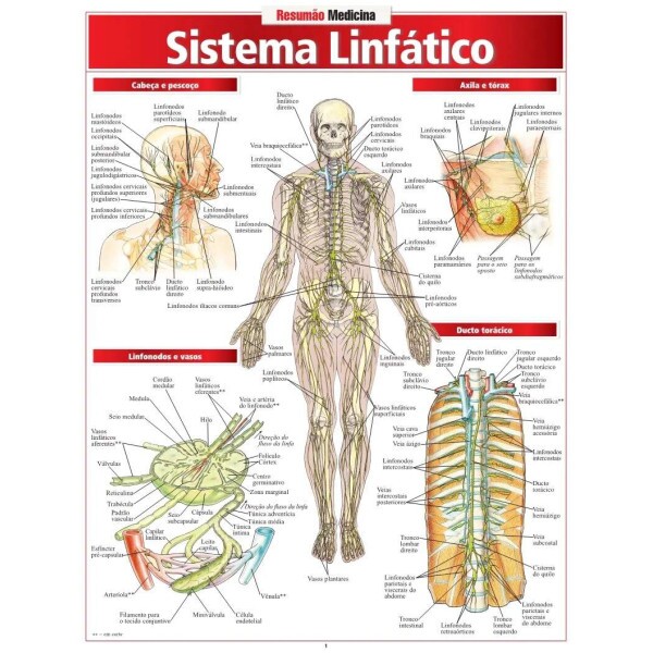 Resum�o Sistema Linf�tico