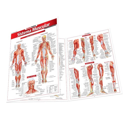 Resum�o Sistema Muscular