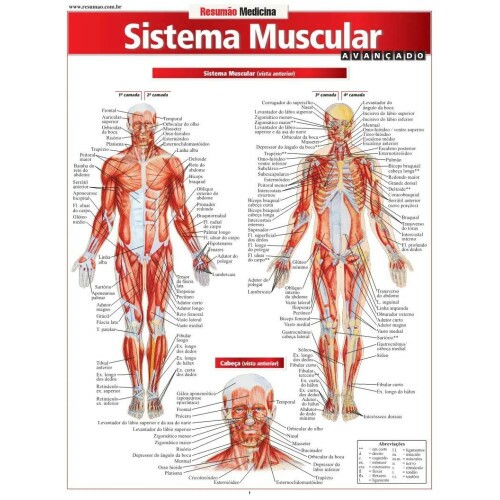 Resum�o Sistema Muscular