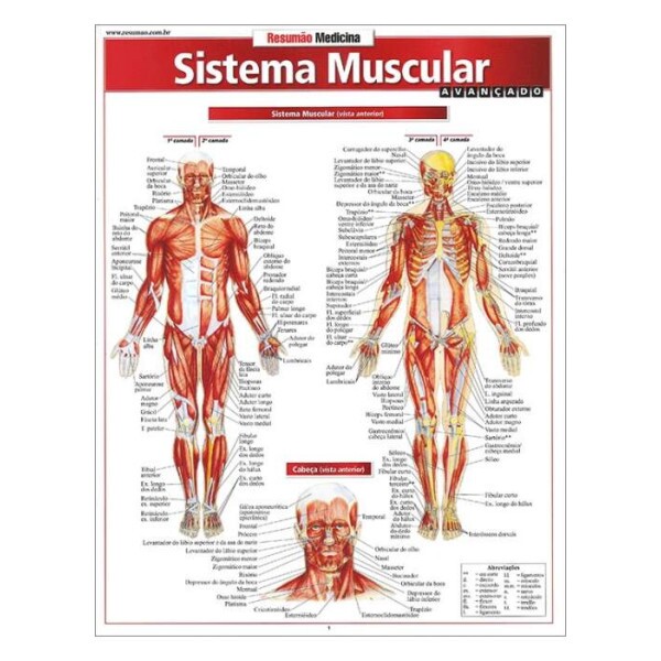 Resumo Sistema Muscular