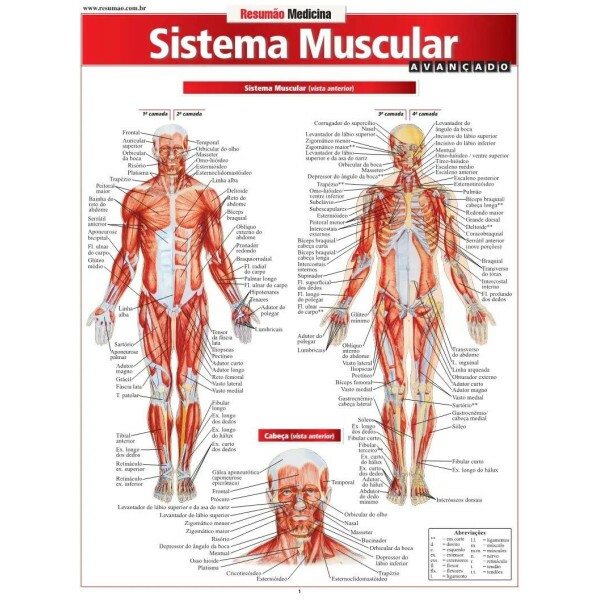 Resum�o Sistema Muscular