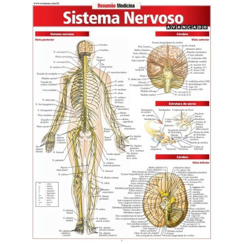 Resum�o Sistema Nervoso