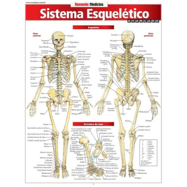 Resum�o Sistema Esquel�tico